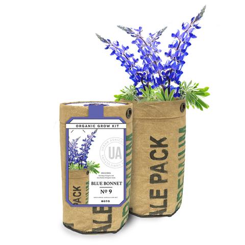 Blue Bonnet