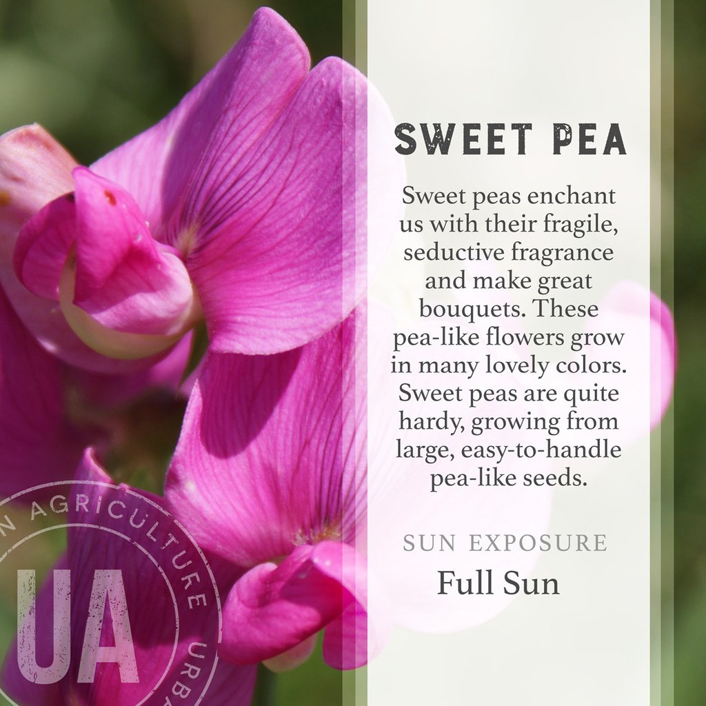 Sweet Pea
