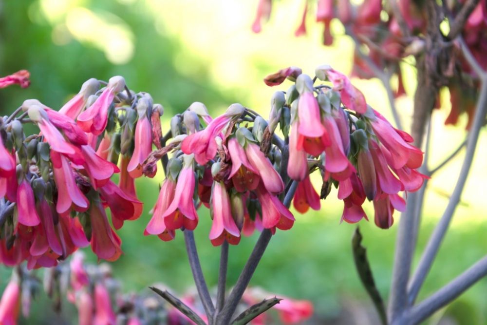 10 Types Of Pink Plants