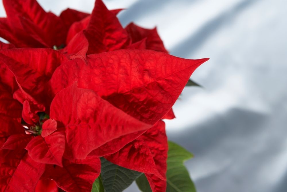 10 Types Of Red Plants