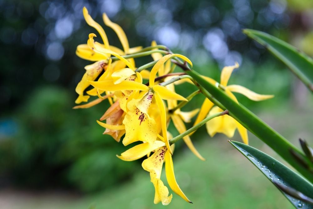 11 Types Of Orchid Plants