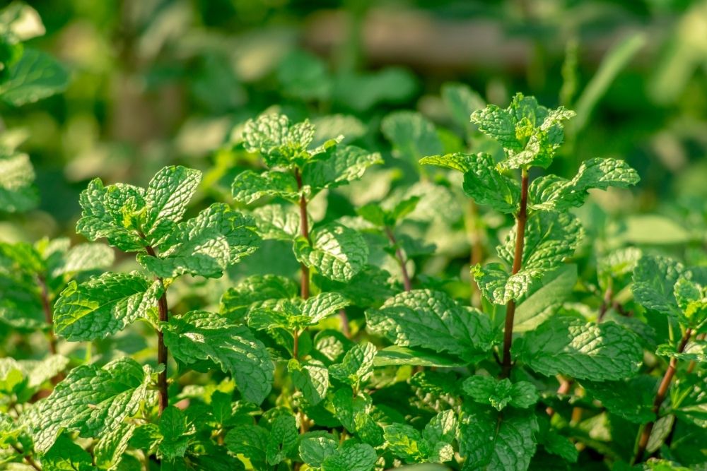 15 Types Of Mint Plants