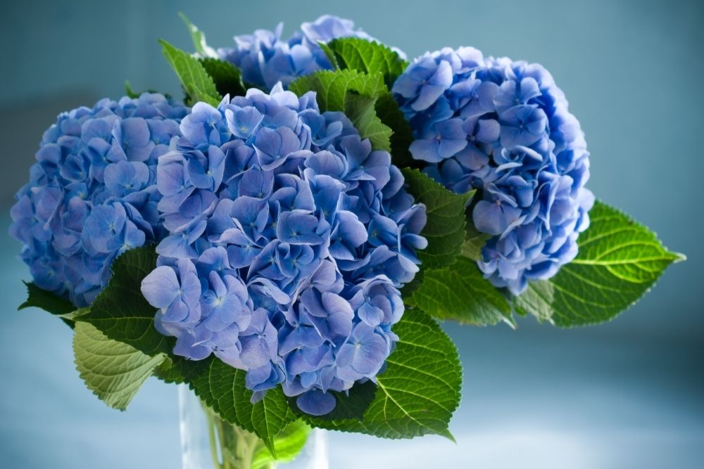 8 Types Of Blue Plants