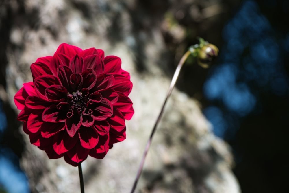 15 Types Of Black Plants