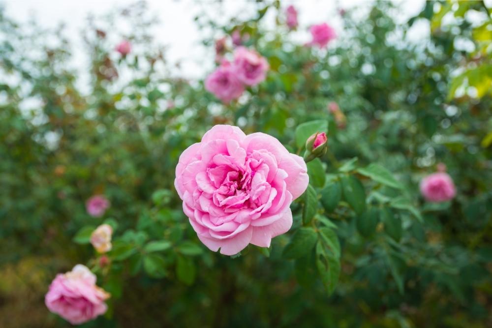10 Types Of Rose Plants
