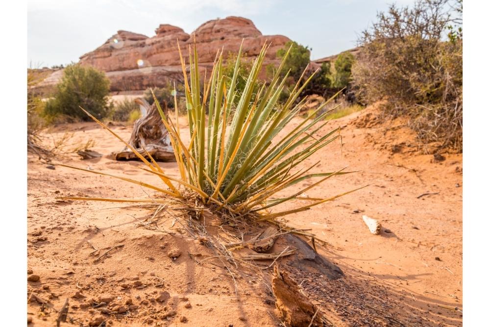 9 Types Of Desert Plants