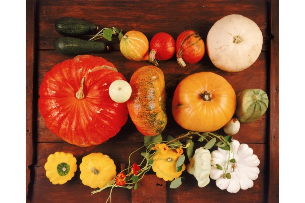 15 Types Of Pumpkin Plants