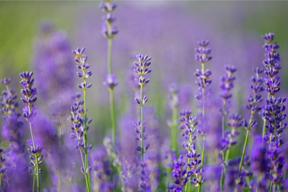 10 Types of Purple Plants