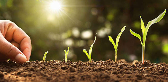 How long does it take for a bonsai tree to grow? - Retos