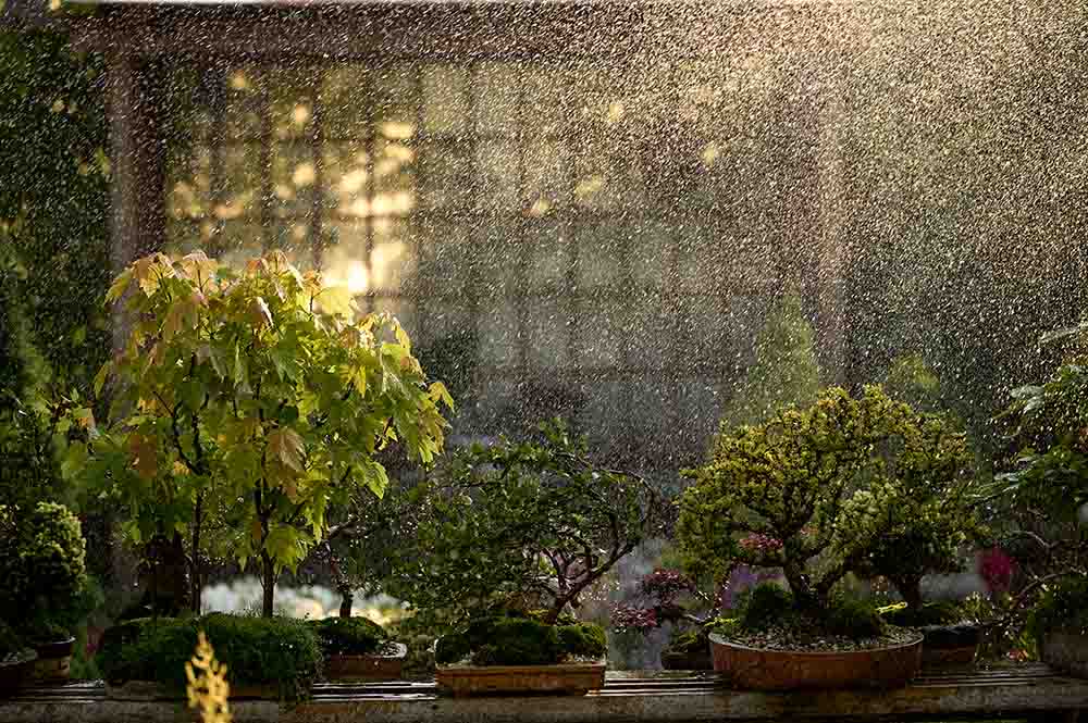 Indoor bonsai trees - best plant for you - Urban Agriculture